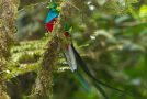 Stunning quetzal!